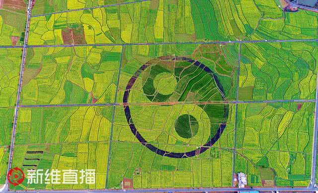 <a href='//www.firstvr.cn' target='_balnk'>湖南</a>油菜花節(jié)召開