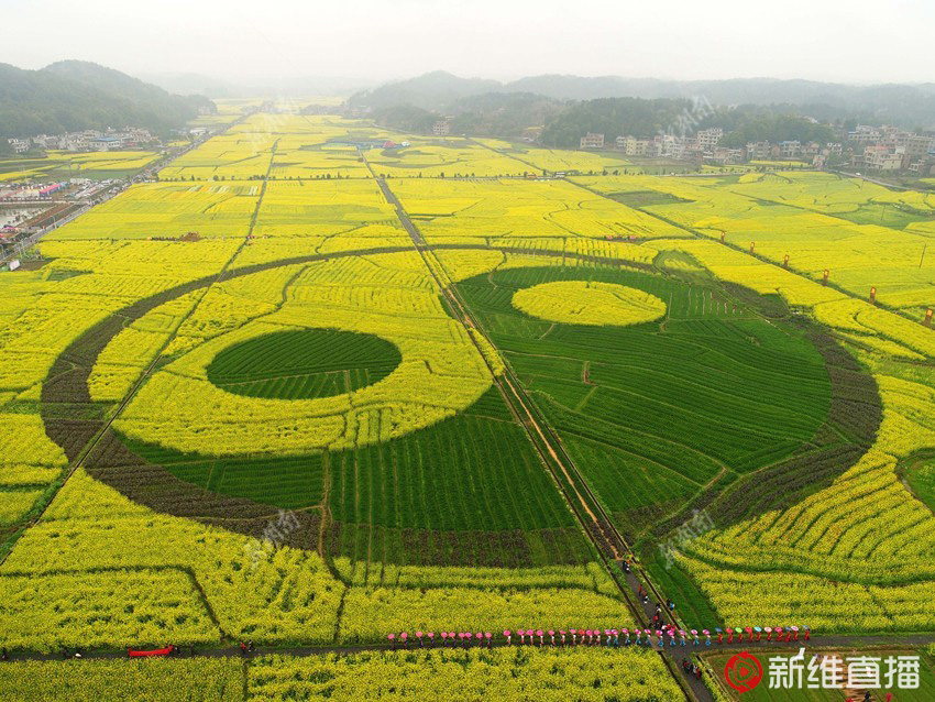 <a href='//www.firstvr.cn' target='_balnk'>湖南</a>油菜花節(jié)召開