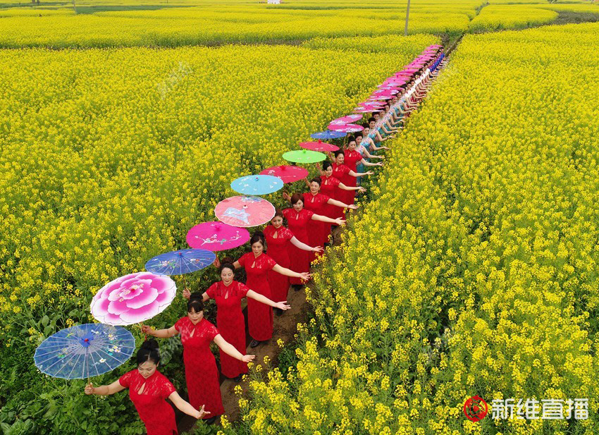 <a href='//www.firstvr.cn' target='_balnk'>湖南</a>油菜花節(jié)召開