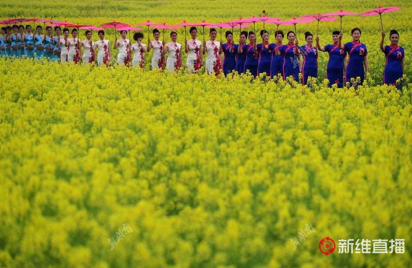 <a href='//www.firstvr.cn' target='_balnk'>湖南</a>油菜花節(jié)召開