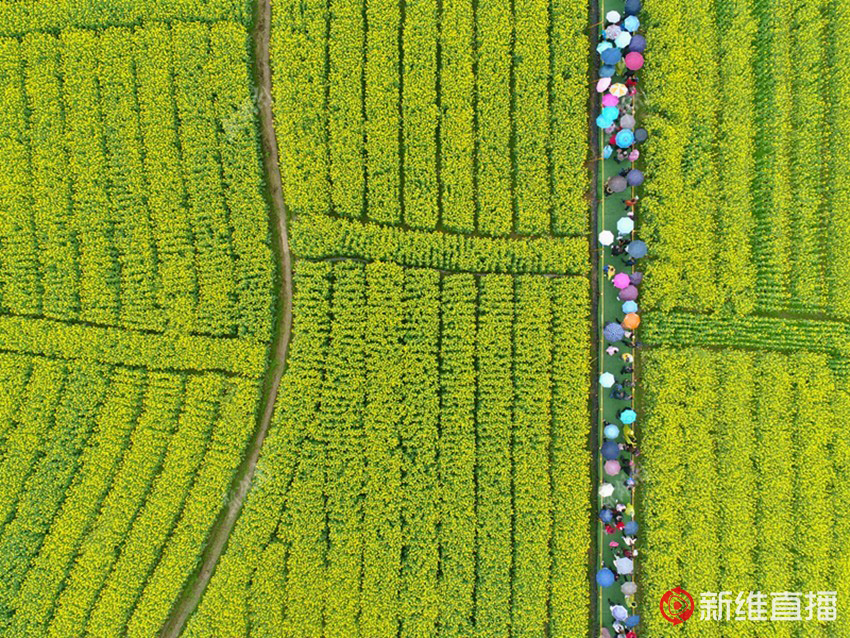 <a href='//www.firstvr.cn' target='_balnk'>湖南</a>油菜花節(jié)召開